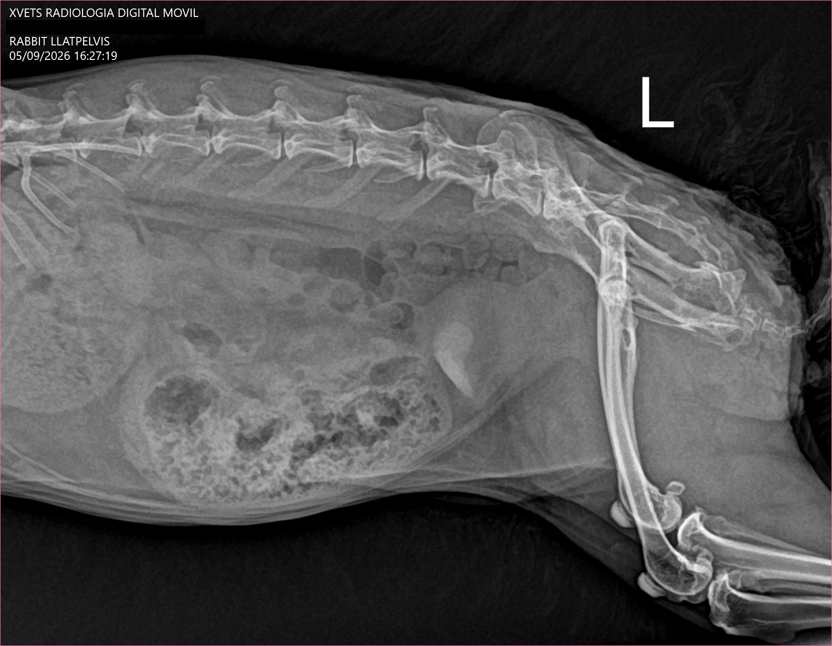 Conejo · columna lumbar lateral, sin datos identificativos