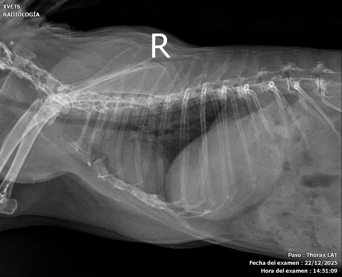 Conejo · tórax lateral, sin datos identificativos