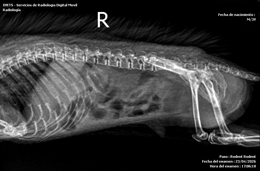 Erizo africano · abdomen lateral, sin datos identificativos
