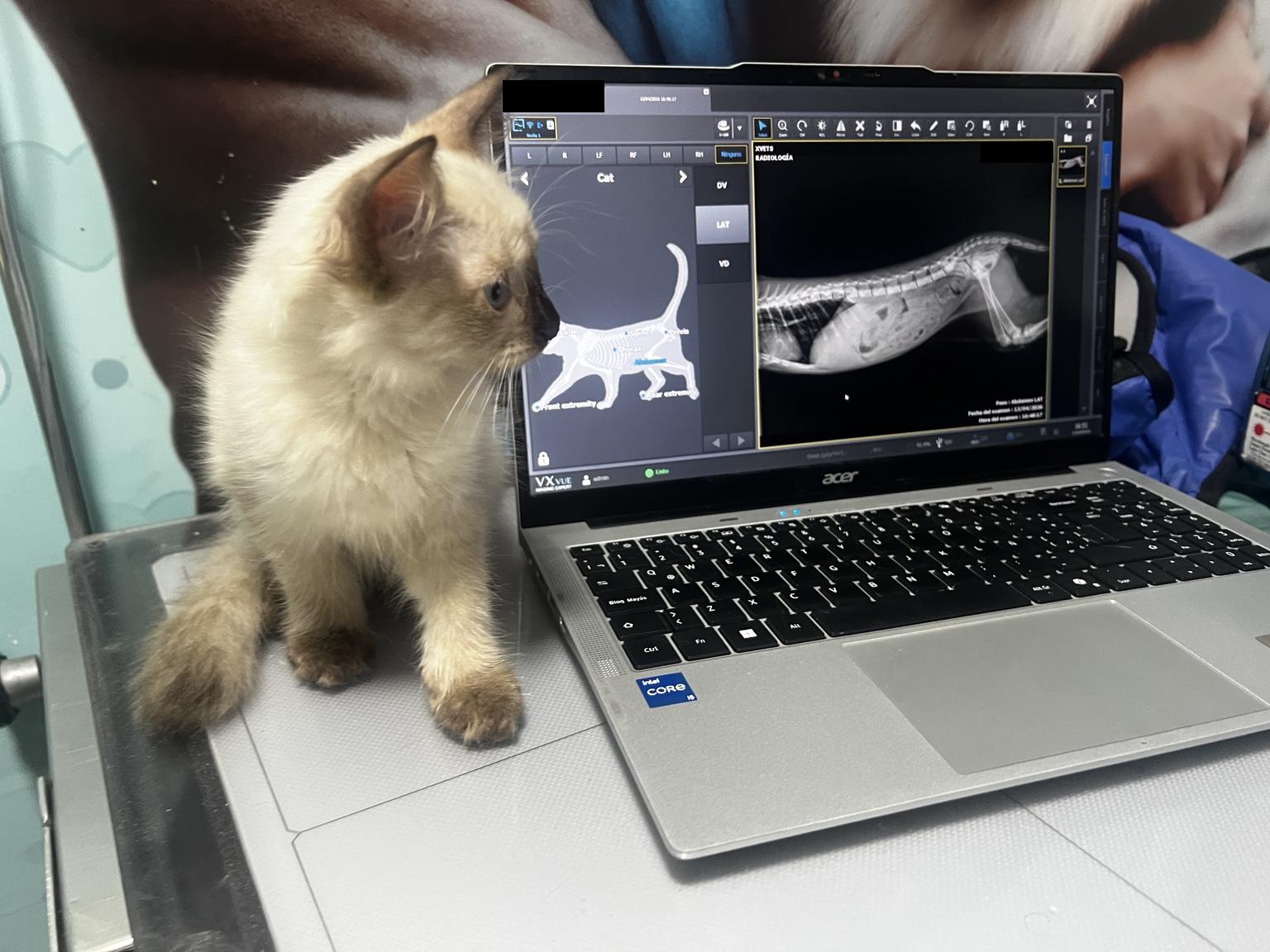 Paciente felino junto a sus imágenes radiográficas digitales en una laptop