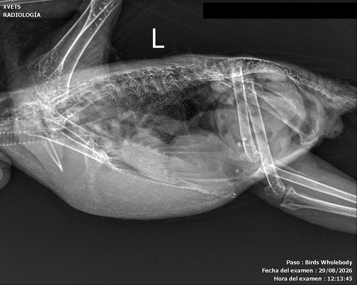 Loro · proyección lateral, sin datos identificativos