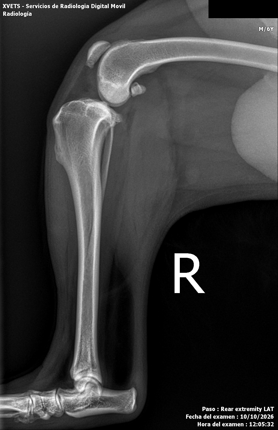 Perro · miembro pélvico mediolateral, sin datos identificativos
