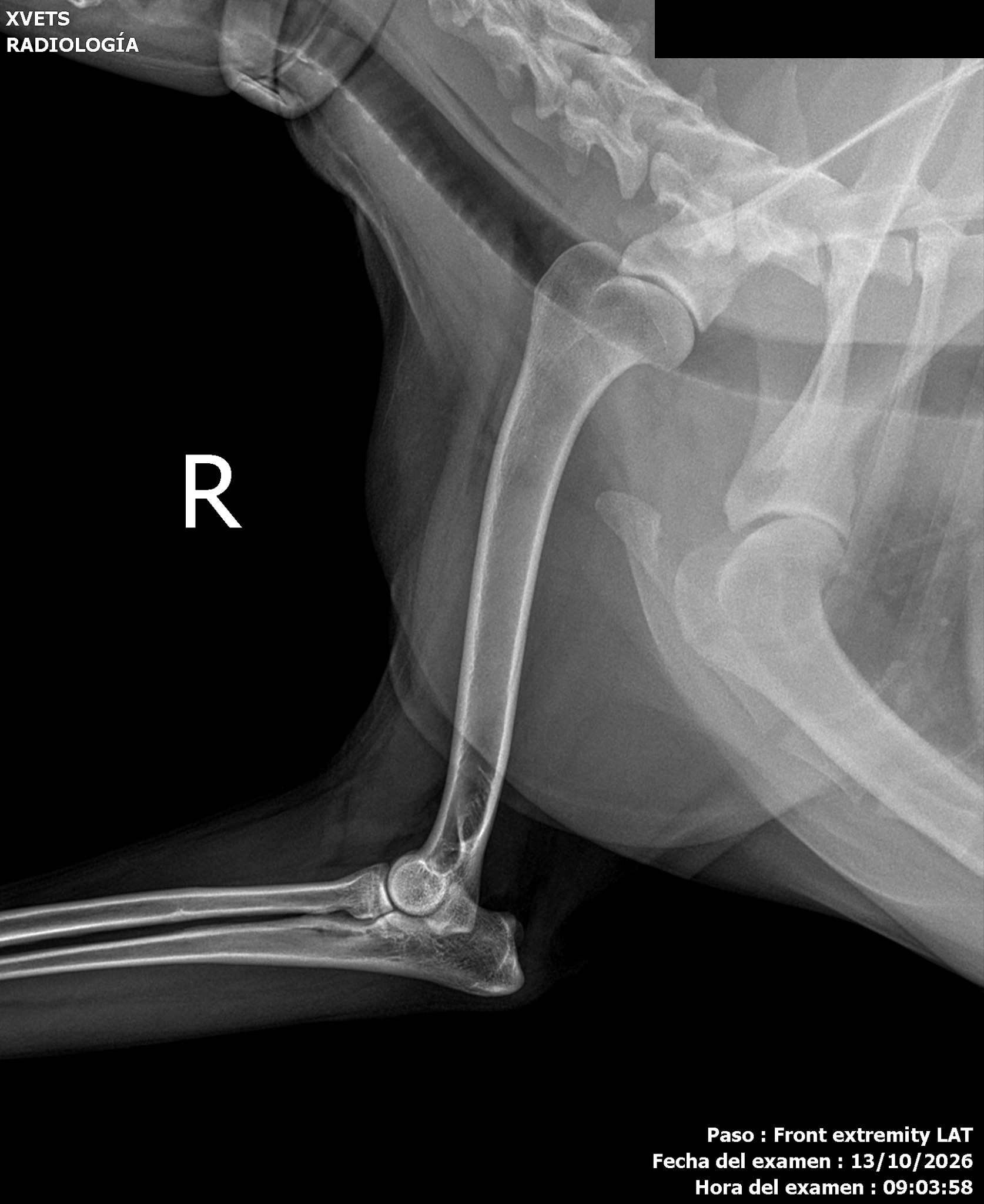 Perro · miembro torácico mediolateral, sin datos identificativos