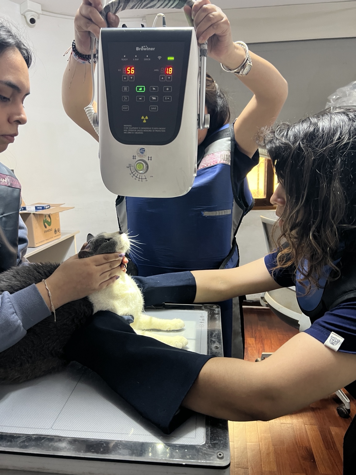 Equipo de XVETS realizando una radiografía a un gato con un emisor portátil