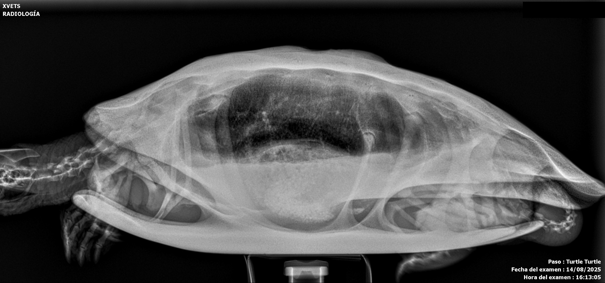 Tortuga · proyección lateral, sin datos identificativos